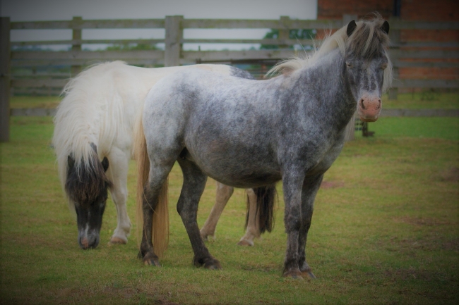 Falabella Mares For Sale