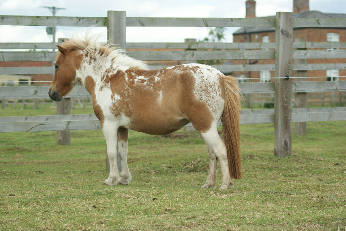 Falabella Mares For Sale Sandbeck Farm