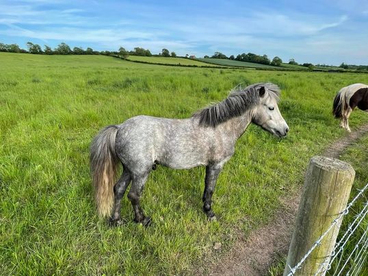 Falabella Stallions For Sale